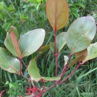 Dendrophthoe neelgherrensis (Wight & Arn.) Tiegh.